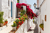 white alley with bougainvillea, Frigiliana, pueblo blanco, white village, Malaga province, Andalucia, Spain, Europe