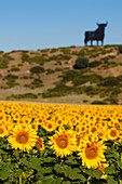 Osborne bull, silhouetted image of a bull and sunflower field, near Conil de la Frontera, Costa de la Luz, Cadiz province, Andalucia, Spain, Europe