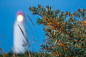 Sanddornbusch vor dem Leuchtturm Dornbusch in der Abenddämmerung, Hippophae rhamnoides, Nationalpark Vorpommersche Boddenlandschaft, Insel Hiddensee, Mecklenburg-Vorpommern, Deutschland