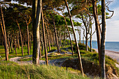 Darß Beach at evening light, Baltic Sea, Mecklenburg-West Pomerania, Germany, Europe