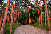 ' coastal forest at sunset, Darß, Baltic Sea, Mecklenburg-Western Pomerania; Germany, Europe'