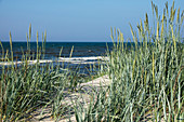 Grass in dunes, Elymus arenarius, Mecklenburg Western Pomerania, Baltic sea, Germany, Europe