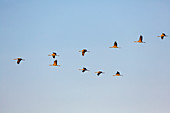 Kraniche fliegen in Keilformation, Grus Grus, Mecklenburg-Vorpommern, Deutschland, Europa