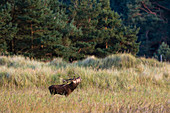 Red Deer belling, Cervus elaphus, Darßer Ort, Darß, Mecklenburg-Western Pomerania, Germany, Europe