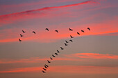 Cranes flying in formation, Grus grus, Zingst, Mecklenburg-Western Pomerania, Germany, Europe