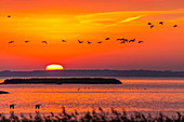 Graugänse fliegen bei Sonnenaufgang im Nationalpark Vorpommersche Boddenlandschaft, Anser anser, Halbinsel Zingst, Mecklenburg-Vorpommern, Deutschland, Europa
