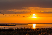 Greylag Geese flying at sunrise in National Park Vorpommersche Boddenlandschaft, Anser anser, Zingst peninsula, Mecklenburg-Western Pomerania, Germany, Europe