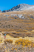 Woman Trail Hiking Beneath Mount Bierstadt In Colorado