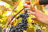 Harvesting grapes in New England for local wine making