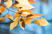 Detail View Of Autumn Leaves On Branch
