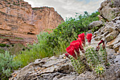 Wildflowers Growing On Rocky Terrain Of Yampa And Green Rivers