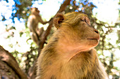 Portrait Of A Curious Macaque Monkey At Cascades Douzoud Waterfall In The Atlas Mountains