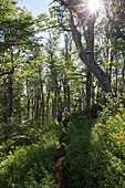Hiker on path thru wild flowers and sunlit forest