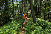 Male hiker follows trail through forest, ferns