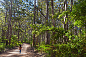 Young Woman Hiking On A Dirt Road Passing Through Karri Forest In Western Australia