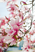 Magnolia Blooms In Springtime In Rhode Island