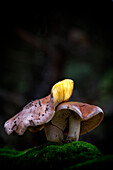 Close-up Of An Emetic Russula Mushroom