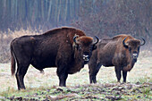 Bison (Bison bonasus) in Bialowieza National Park - Poland