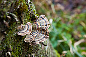 A Trametes Versicolor Growing On Dead Wood