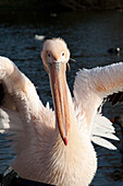 Portrait Of A Pink Pelican In Saint James Park