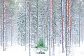 Tall trees in the snowy woods shrouded in the morning mist, Alaniemi, Rovaniemi, Lapland region, Finland, Europe