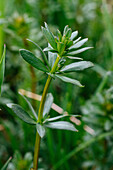 Blätter des Wiesen-Labkrauts, Heilpflanze