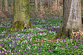 Hohler Lerchensporn in Buchenwald, Frühling, Corydalis cava, Nationalpark Hainich, Thüringen, Deutschland, Europa