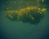 The fishes swim cluttered under a kelp paddy.