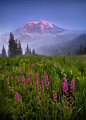 The seldom-photographed North Face of Washington's Mount Rainier towers over this misty alpine meadow complimented by Elephant Head flowers at sunset.