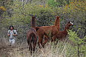 Three Guanacos (lama guanicoe) in Parque Nacional Los Cardones, northern Argentina, near the small town of Cachi, Salta province. In the background can be seen huge cacti called cardones (pachycereus pringleii).