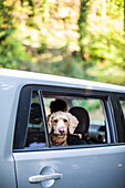 A dog looks out the window of a car.
