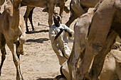 More branding is done at the Dongola, Sudan stop before continuing with the camel caravan to the Egyptian border.