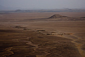 Columns of fifteen hundred camels travel on the road from Dongola, Sudan to the Egyptian border.
