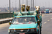 Camels just purchased travel the ring road around Cairo, Egypt to a slaughterhouse. Many camels are sold from Sudan.