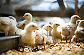 EDMUNDS, MAINE, USA. Baby chickens roam freely on an organic farm in rural Maine.