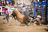 Bullfighter rodeo clowns try to distract a bull as its rider is bucked to the ground  at the Woodlake Lions Rodeo rodeo in Woodlake, Calif., on May 10, 2015.