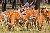 Herd Of Red Deer In Montes De Toledo, Spain