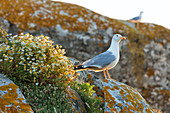 Close-up Of Yellow-legged Gull Perching On Rock