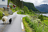 Sheep Walking Along A Small Country Road In Selje, Norway