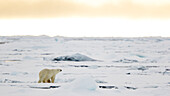 Polar Bear Walking On The Pack Ice In Spitsbergen, Svalbard