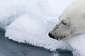 Polar Bear Lying On The Ice And Waiting For A Prey In The Arctic Sea, Spitsbergen