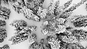 Aerial View Of Snow Covered Pine Trees In Winter Landscape At The Col De Marchairuz, Switzerland