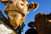 Close-up Of Two Cows Looking At Camera