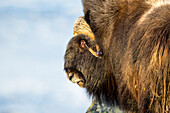 Close Up Of A Musk Ox Head In Dovrefjell National Park