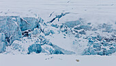 Long Exposure Of Polar Bear In Svalbard