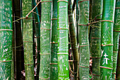 Bamboo with markings in the Botanical Garden of Rio de Janeiro