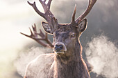Close-up Of Red Deer In Somerset