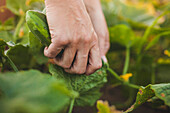 A Woman Picks A Cucumber From Her Garden In Fort Langley