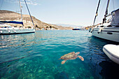 View Of Sea Turtle Underwater Looking For Food In Harbor