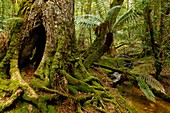 Temperate Rainforest In Mount Field National Park In Tasmania